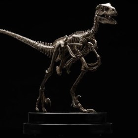 Velociraptor Skeleton Bronze Jurassic Park 1/8 Statue by Elite Creature Collectibles